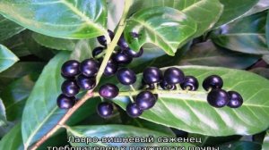 Лавровишня