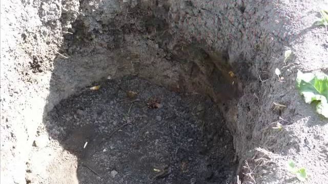 Грибные консультации