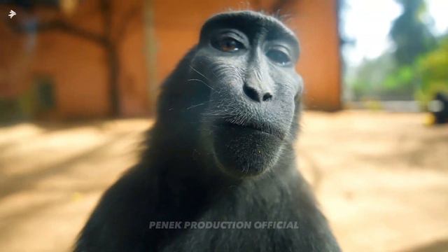 4K обезьяна часть 2 смотреть онлайн