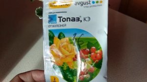 Фиалки. Ржавчина на листьях , что это?