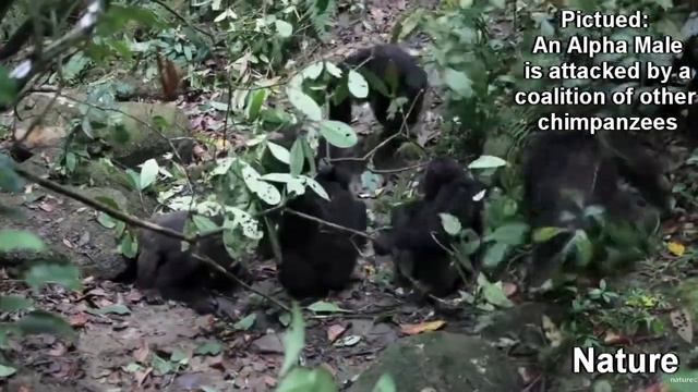 Lethal Coalitionary Chimpanzee Attack on Group of Gorillas смотреть онлайн