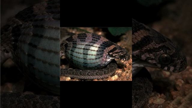 Индийская яичная змея смотреть онлайн