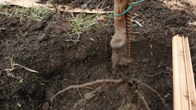 Как Правильно Посадить Абрикос Саженец/100% Плодоношение/Посадка Абрикоса в 