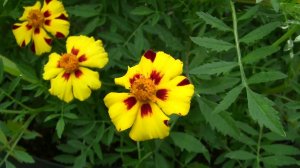 Бархатцы (Стриптиз). Уникальный проект - Дачные картинки.