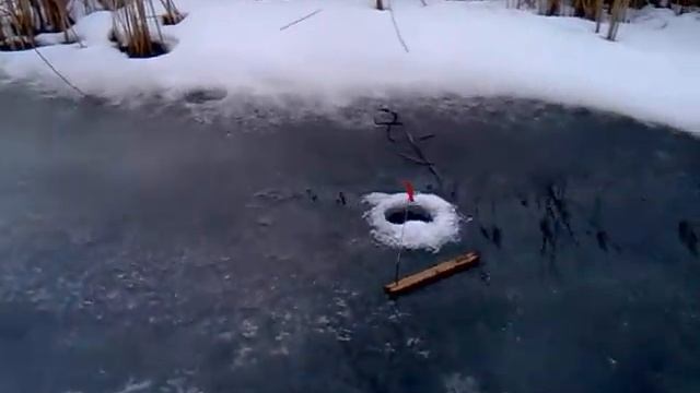 Как на Кубани щуку руками ловят.mp4 смотреть онлайн