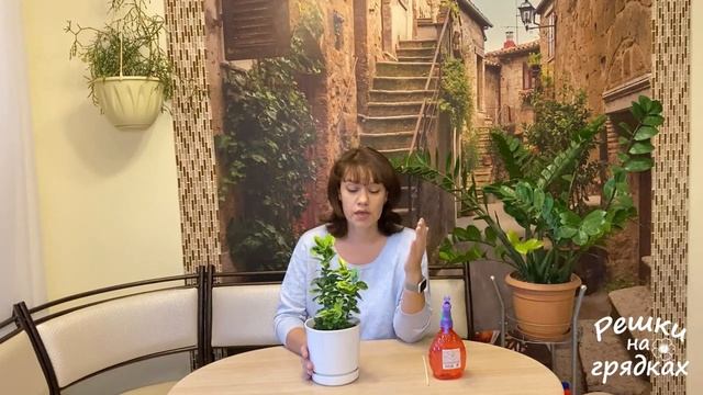 Бересклет комнатный Тонкости ухода смотреть онлайн