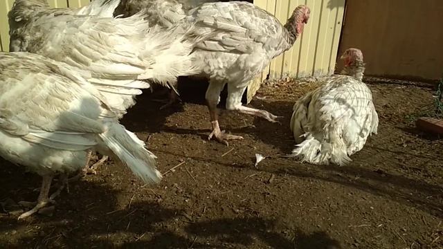 Индюки перестали набирать вес что делать? смотреть онлайн