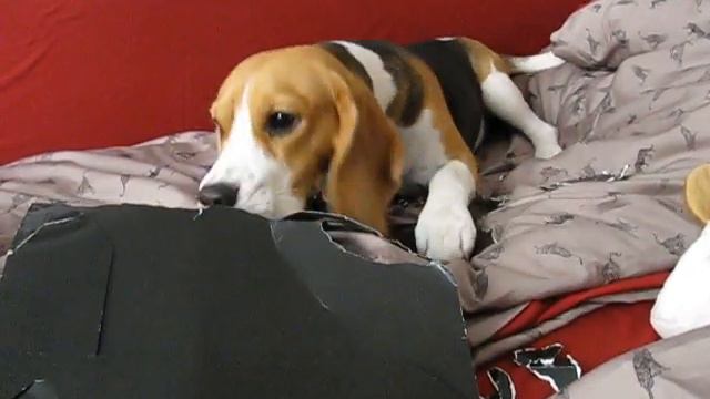 Beagle Eva. Bye-bye folder for papers Pro Plan :) смотреть онлайн
