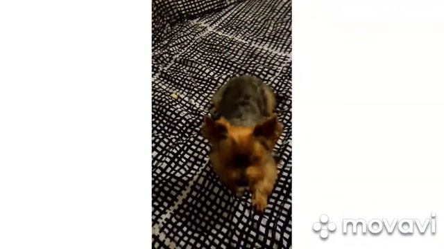 Учим Йорка командам смотреть онлайн