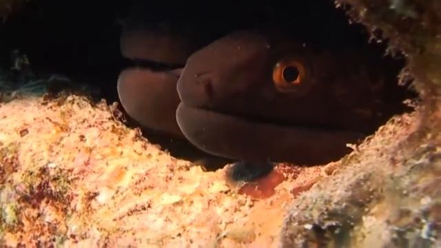 Невероятный подводный мир( Incredible underwater world) смотреть онлайн