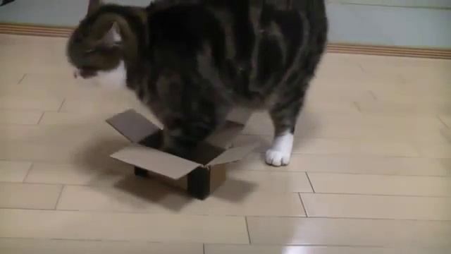 Упёртый кот залазит в коробку Cat Maru) смотреть онлайн