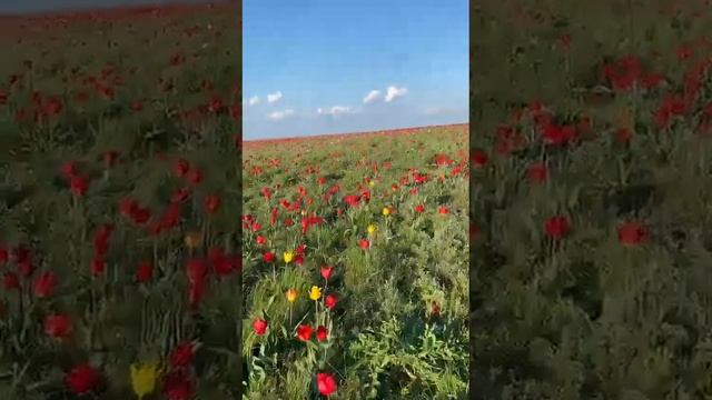 Остров тюльпанов, озеро Маныч-Гудила, Калмыкия смотреть онлайн