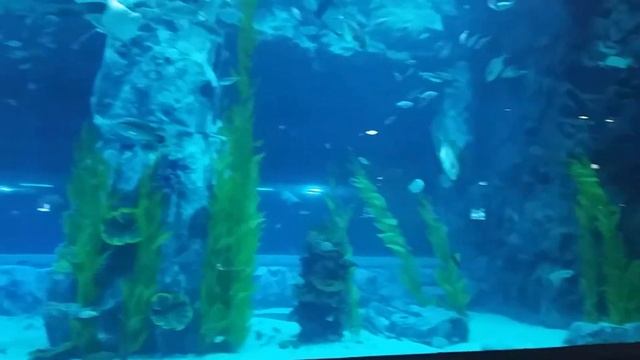 Южная Корея. Lotte World. Океанариум. Октябрь 2015 смотреть онлайн