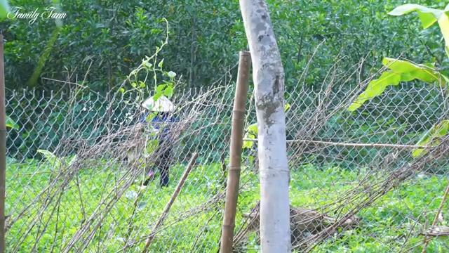 FULL VIDEO: 60 DAYS Harvest Fruit bring to market to sell, Fish Harvest, farm building | Lý Thị Yế смотреть онлайн