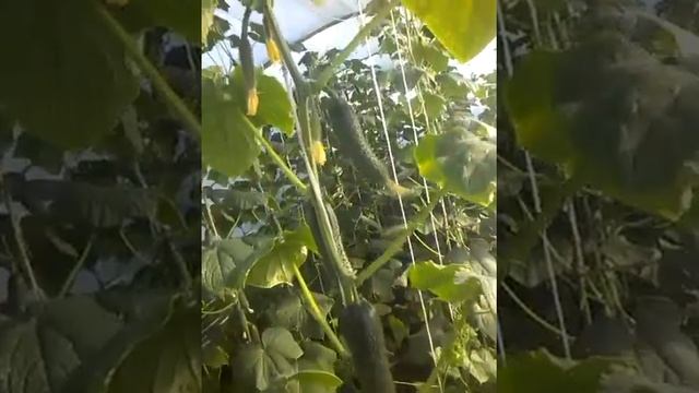 Огурец Меренго и Бьерн. Спустя месяц плодоношения. смотреть онлайн