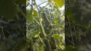 Огурец Меренго и Бьерн. Спустя месяц плодоношения.