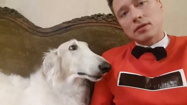 Лучший пес породы русская псовая борзая Бравый Гусар и Дмитрий Нестеров смотреть онлайн