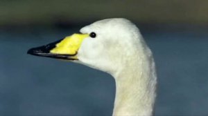 БЕЛЫЕ ЛЕБЕДИ - Анатолий Хопёрский