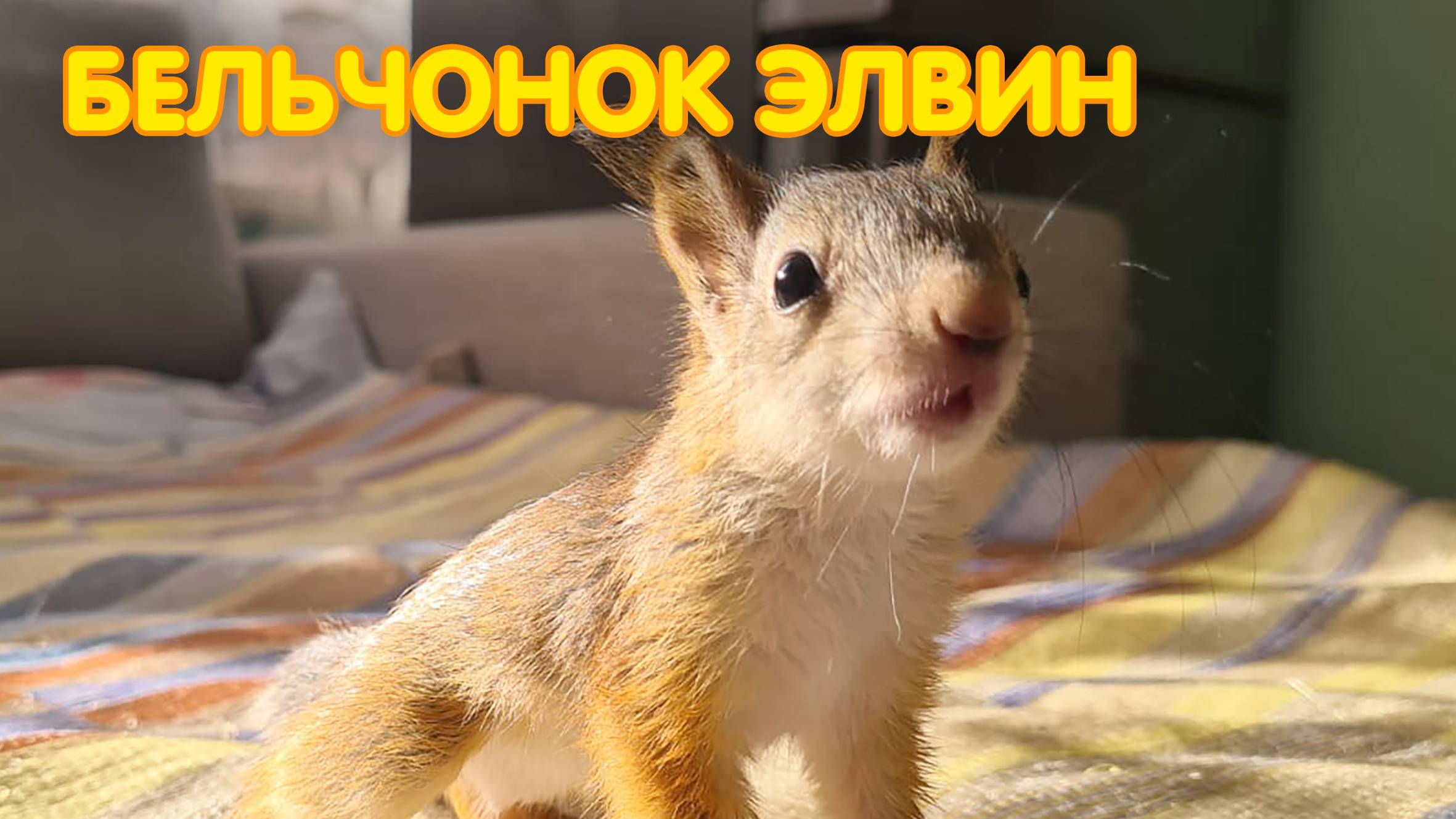 Бельчонок Элвин (Челябинская область)