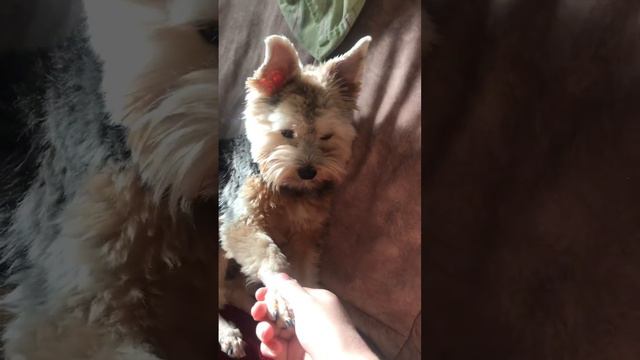 #йорк #собака #тренды #щенок #dog #собачки смотреть онлайн