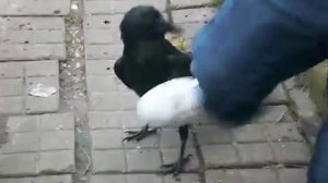 ШОК!! ДИКИЙ ВОРОН РАЗГОВАРИВАЕТ НА УРОВНЕ ЧЕЛОВЕКА