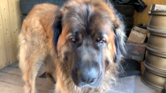 Михей продает свой вольер смотреть онлайн