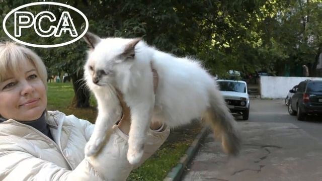 Бирманская кошка окраса торти-пойнт ГЛОРИЯ БЕЛЫЕ ЛАПКИ смотреть онлайн