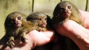 ДОМАШНЯЯ КАРЛИКОВАЯ ОБЕЗЬЯНКА! Мармозетка, карликовая игрунка уход и содержание.