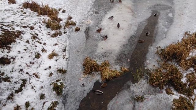 Спартанские условия жизни! смотреть онлайн