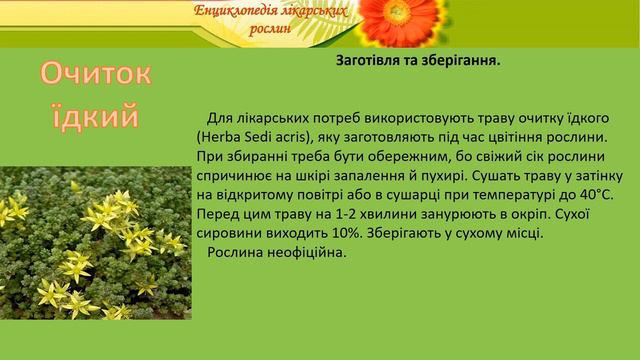 Очиток їдкий смотреть онлайн