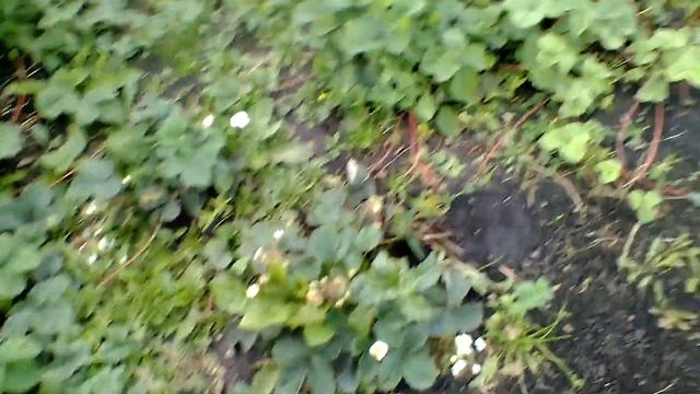 Пора выкапывать георгины. смотреть онлайн