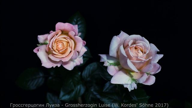Как распускается роза Гроссгерцогин Луиза (Чайно гибридная)Timelapse Rose 4К.Grossherzogin Luise смотреть онлайн