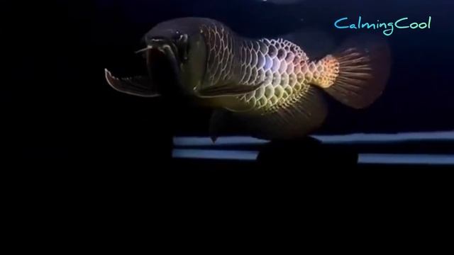 Best Top 10 Malaysian Golden Arowana Fish (Black Golden Arowana, Green Arowana, Purple Arowana)