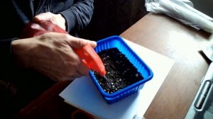 Сажаем буддлею давида на рассаду