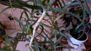 АЛОЭ ВЕРА или СТОЛЕТНИК? ЧТО ПОЛЕЗНЕЙ?