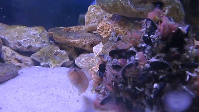 Черноморский аквариум три недели (перезалив) смотреть онлайн