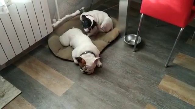 Французские бульдоги Куба и Мигель. Все в стрессе..... смотреть онлайн
