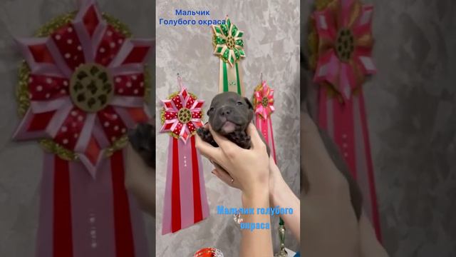 Американский булли мальчик голубого окраса #американскийбулли смотреть онлайн