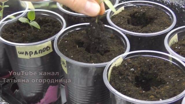 РАССАДА НЕ БУДЕТ БОЛЕТЬ ПОСЛЕ ПИКИРОВКИ ЕСЛИ СДЕЛАТЬ ТАК! УХОД ЗА РАССАДОЙ ПОСЛЕ ПИКИРОВКИ.