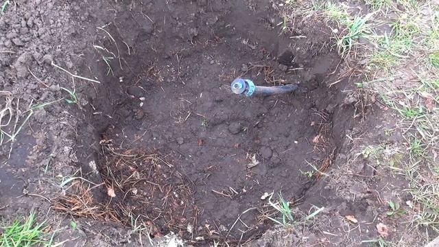 Голубика.Мартовская посадка голубики. Правильная посадка голубики.Зола-враг голубики. смотреть онлайн