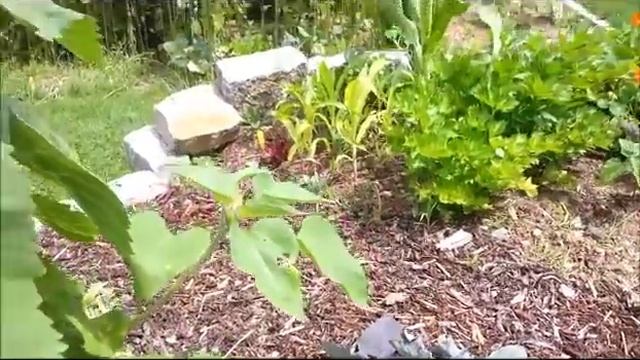 Как живут немцы. Сад смотреть онлайн