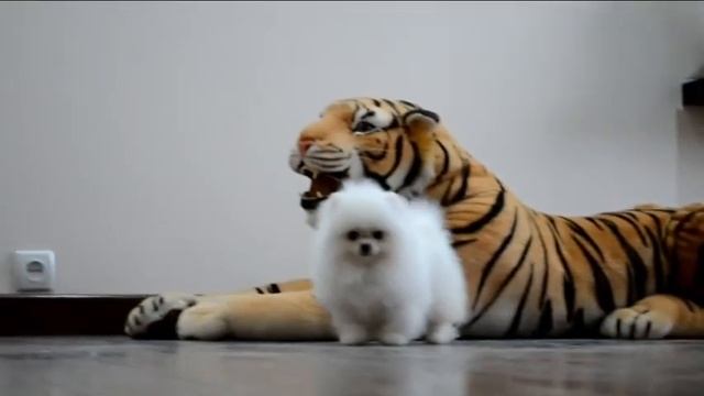 Белый померанский шпиц. White pomeranian. смотреть онлайн