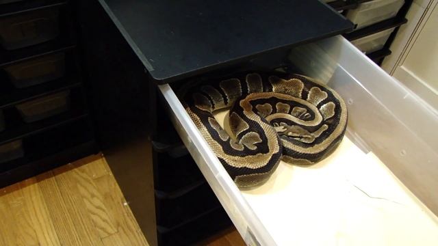 Ball Python Collection смотреть онлайн