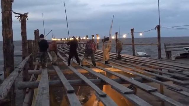 На Амуре не пускают кету на нерест смотреть онлайн