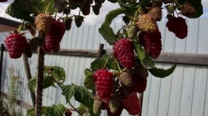 Малина Васёна