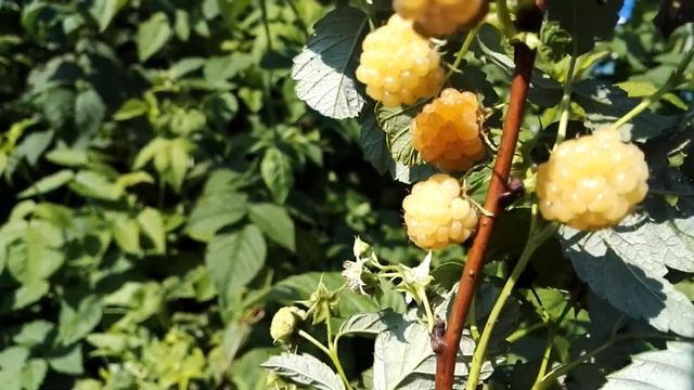 МОРОЗИМ МАЛИНУ С САХАРОМ смотреть онлайн
