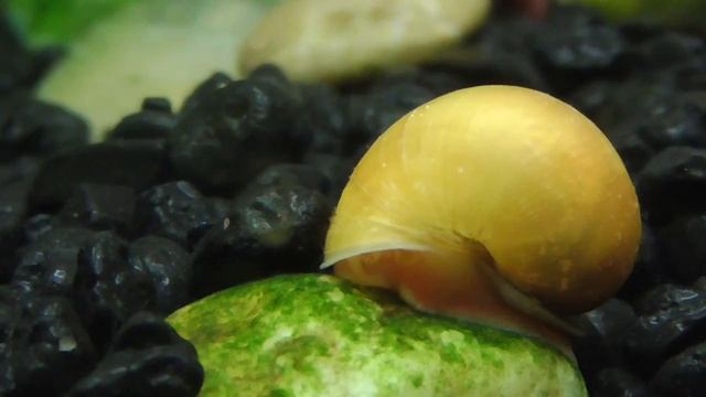 Неоны и ампулярии