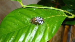 Почему у лимона скручиваются листья