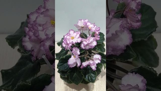 Фиалка стандартная ЯН-Менуэт. Обзор. смотреть онлайн