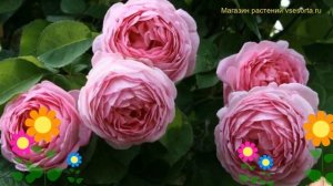 Роза плетистая Констанс. Краткий обзор, описание характеристик, где купить саженцы Constance